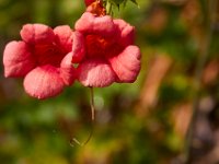 08-13-17-Nanjemoy-22832