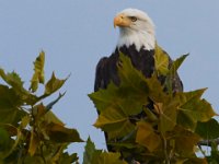 08-19-17-Piscataway-23217