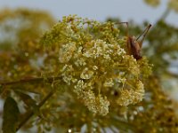 09-03-17-Rt 4-Hills Bridge-24149