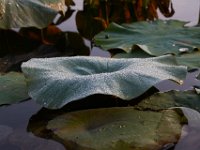 09-04-17-Mattawoman Creek-24927