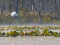 09-04-17-Mattawoman Creek-25149