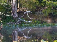 09-04-17-Mattawoman Creek-25275