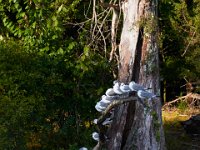 09-04-17-Mattawoman Creek-25292