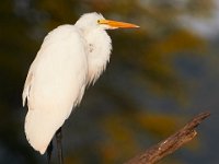 09-04-17-Mattawoman Creek-25319