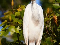 09-04-17-Mattawoman Creek-25397