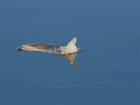09-04-17-Mattawoman Creek-25501