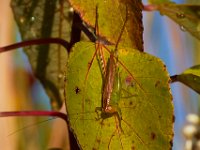 09-09-17-Nanjemoy-25800