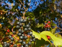 09-23-17-Tuckahoe Creek-26430