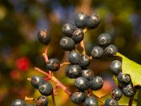 09-23-17-Tuckahoe Creek-26432