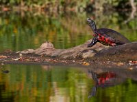 09-23-17-Tuckahoe Creek-26647