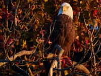 10-01-17-Mattawoman26869