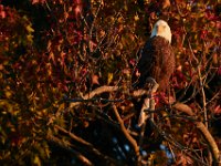 10-01-17-Mattawoman26872