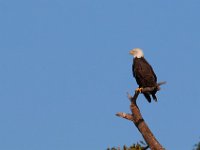 10-01-17-Mattawoman27265