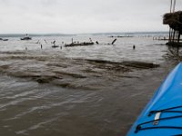 10-14-17-Mallows Bay-27596