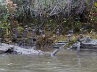 10-14-17-Mallows Bay-27605