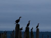 10-14-17-Mallows Bay-27782