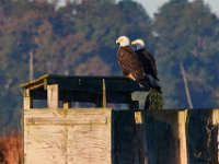 10-21-17-Blackwater-28156