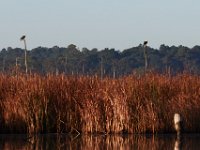 10-21-17-Blackwater-28185
